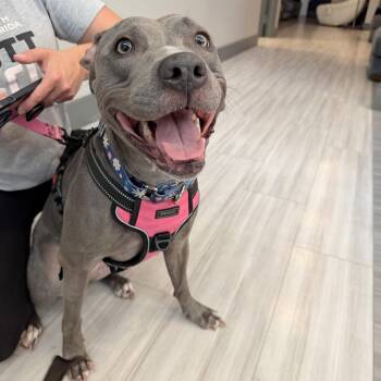 Rescue Pit Bull Terrier Dogs for Adoption in Palm Springs, Florida - Regina | PetCurious