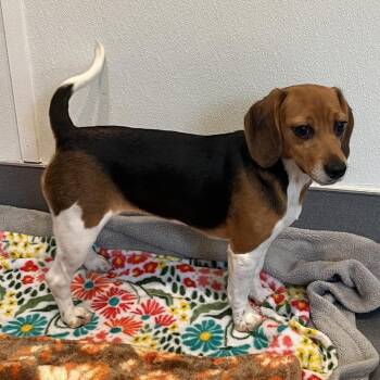 Pudding 6618 -  Beagle Dog for Adoption in Loxahatchee Groves, Florida - Pudding 6618 | PetCurious