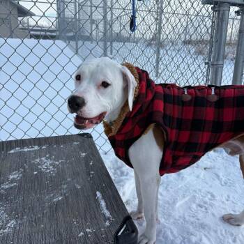 Rufus -  Pit Bull Terrier and Hound Dog for Adoption in Bristol, Indiana - Rufus | PetCurious