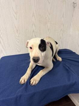 American Bulldog Dogs Available for Adoption in Opelousas, Louisiana - MAY | PetCurious