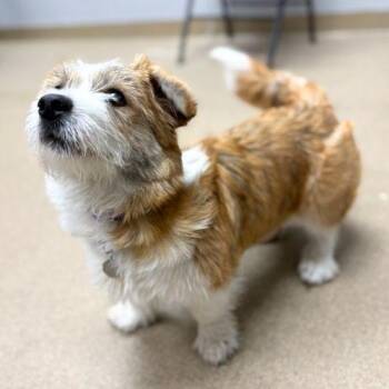 Cardigan Welsh Corgi and Mixed Breed Dogs Available for Adoption in Aurora, Colorado - ARCHIE | PetCurious