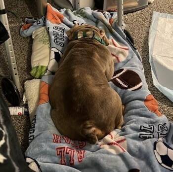 American Bulldog Dogs Available for Adoption - Laverne | PetCurious