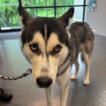Mixed Breed Dogs Available for Adoption in Allentown, Pennsylvania - Neo | PetCurious