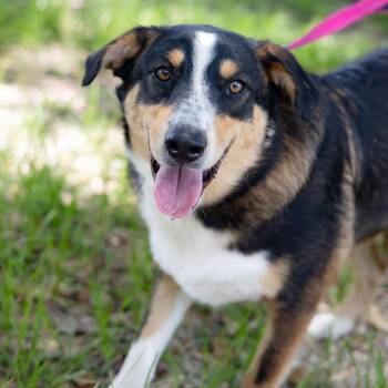 Kelce -  Australian Cattle Dog Blue Heeler Dog for Adoption in Poplarville, Mississippi - Kelce | PetCurious