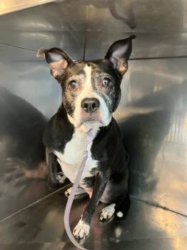 Mixed Breed Dogs Available for Adoption in Dallas, Texas - LULU | PetCurious