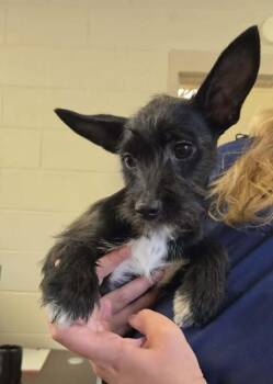 Schnauzer and Scottish Terrier Dogs Available for Adoption - Yoda | PetCurious