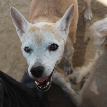Chloe [Bonded to Gary] -  Chihuahua Dog for Adoption in Yucca Valley, California - Chloe [Bonded To Gary] | PetCurious