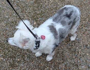 Lena -  Australian Shepherd Dog for Adoption in Thompson Falls, Montana - Lena | PetCurious