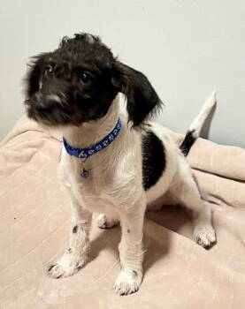 Rescue Rat Terrier and Poodle Dogs for Adoption in North Prairie, Wisconsin - **PANDA** | PetCurious