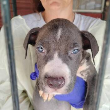 Legend -  Pit Bull Terrier and Mixed Breed Dog for Adoption in Dover, Arkansas - Legend | PetCurious