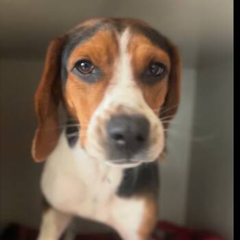 Rescue Beagle Dogs for Adoption in Wiggins, Mississippi - Cyrus | PetCurious