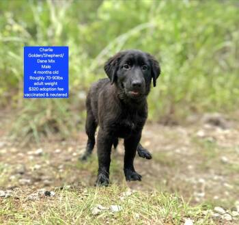 Charlie -  Golden Retriever and Shepherd Dog for Adoption in Oviedo, Florida - Charlie | PetCurious