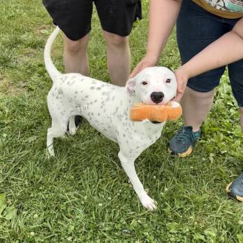 Rescue Pointer and Mixed Breed Dogs for Adoption in Jefferson City, Tennessee - Lucy | PetCurious