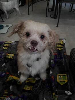Monkey -  Wire Fox Terrier Dog for Adoption in Scottsdale, Arizona - Monkey | PetCurious