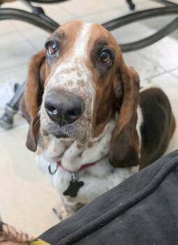 KEIRA -  Basset Hound Dog for Adoption in Hamilton, New Jersey - KEIRA | PetCurious