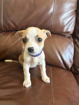 Dessert Litter - Cheesecake -  Chihuahua Dog for Adoption in Aurora, Colorado - Dessert Litter - Cheesecake | PetCurious