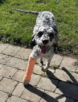 Hotdog -  Poodle Dog for Adoption in Ontario, New York - Hotdog | PetCurious