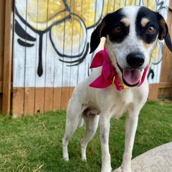 Abby Gail -  Beagle and Mixed Breed Dog for Adoption in Austin, Texas - Abby Gail | PetCurious