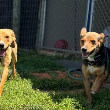 Sweetie -  Hound and Terrier Dog for Adoption in Marshall, Virginia - Sweetie | PetCurious