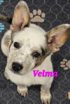 Australian Cattle Dog Blue Heeler Dogs Available for Adoption in Mingus, Texas - Velma | PetCurious