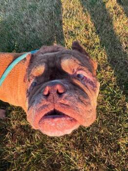 Poptart -  English Bulldog and Mixed Breed Dog for Adoption in Painesville, Ohio - Poptart | PetCurious