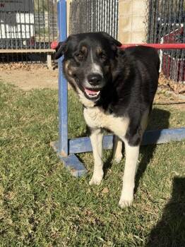 WILLY -  Bernese Mountain Dog and Mixed Breed Dog for Adoption in Riverside, California - WILLY | PetCurious
