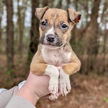 Boxer and Mixed Breed Dogs Available for Adoption - Reesie Rae 01-2334 | PetCurious