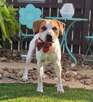 Hound and Pointer Dogs Available for Adoption - Freckles | PetCurious