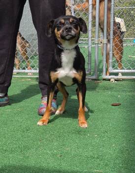 Charlie -  Rat Terrier and Terrier Dog for Adoption in Waterloo, Illinois - Charlie | PetCurious
