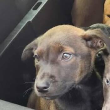 Rescue Pit Bull Terrier and Shepherd Dogs for Adoption in Anderson, California - Gemini | PetCurious