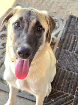 Delilah -  Great Pyrenees Dog for Adoption in Manhattan, Kansas - Delilah | PetCurious