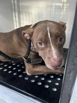 LONDY -  Mixed Breed Dog for Adoption in Palmetto, Florida - LONDY | PetCurious
