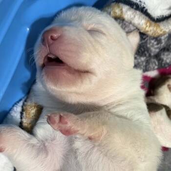 Rescue Mixed Breed and Pit Bull Terrier Dogs for Adoption in Spring Hill, Kansas - Vincent | PetCurious