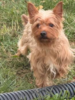 Rescue Terrier and Mixed Breed Dogs for Adoption in De Soto, Iowa - Cinnamon Roll | PetCurious