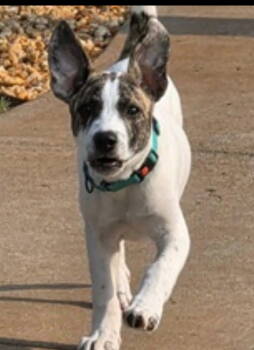 Rescue Terrier Dogs for Adoption in Sanford, Florida - Bugsy | PetCurious