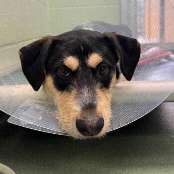 Mixed Breed Dogs Available for Adoption - Shiloh | PetCurious