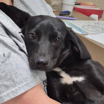 Wanda -  Terrier and Dachshund Dog for Adoption in Hattiesburg, Mississippi - Wanda | PetCurious