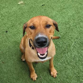 Skittles TW -  Labrador Retriever Dog for Adoption in Austin, Texas - Skittles TW | PetCurious