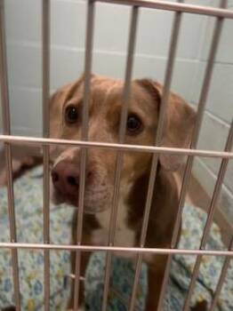 Adele -  Beagle and Mixed Breed Dog for Adoption in Fishers, Indiana - Adele | PetCurious