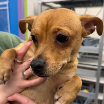 Chihuahua and Dachshund Dogs Available for Adoption in Montgomery, Alabama - Rocky | PetCurious