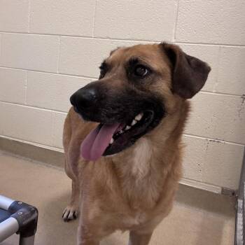 Kiko -  Mixed Breed Dog for Adoption in Asheville, North Carolina - Kiko | PetCurious