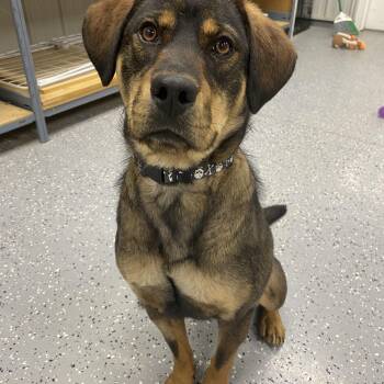Rottweiler and Bullmastiff Dogs Available for Adoption - Vega | PetCurious