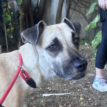 Bama (20260916-06) -  Mixed Breed Dog for Adoption in Niagara Falls, Ontario - Bama (20260916-06) | PetCurious