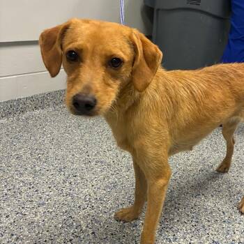 Sprite -  Mixed Breed Dog for Adoption in Greenville, South Carolina - Sprite | PetCurious