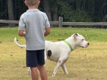 Rescue Pit Bull Terrier Dogs for Adoption in Holly Springs, Mississippi - Iggy | PetCurious