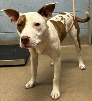 Rescue Mixed Breed Dogs for Adoption in Chamblee, Georgia - Maliah | PetCurious