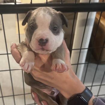 Harvey -  Pit Bull Terrier and Mixed Breed Dog for Adoption in Griswold, Connecticut - Harvey | PetCurious
