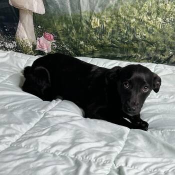 Labrador Retriever and Dachshund Dogs Available for Adoption - Paulina | PetCurious