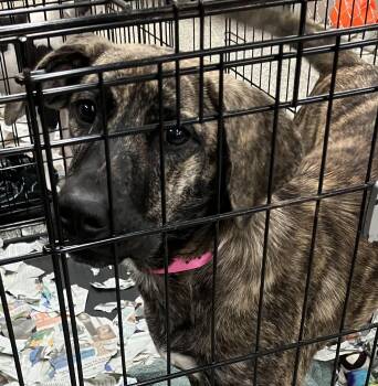 Hines -  Hound Dog for Adoption in Parma, Ohio - Hines | PetCurious