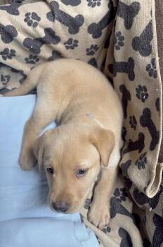 Sadie -  Labrador Retriever Dog for Adoption in Huntingtown, Maryland - Sadie | PetCurious